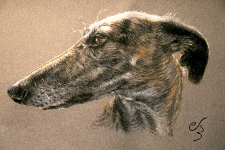 retrato de galgo