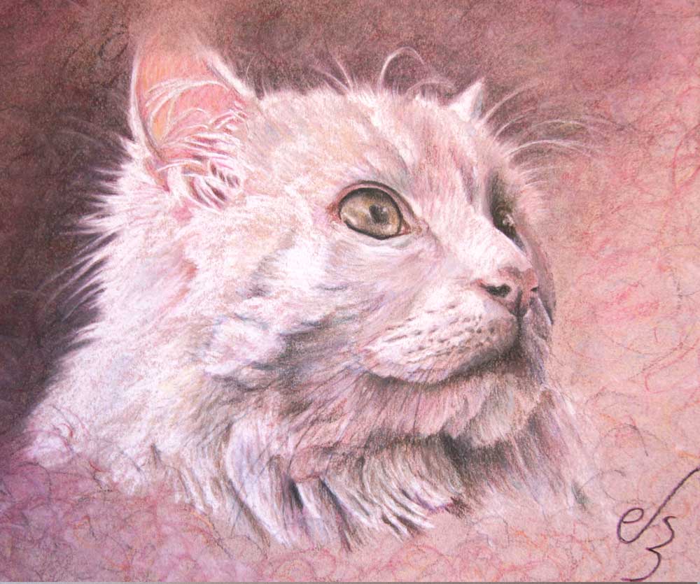retrato de gato
